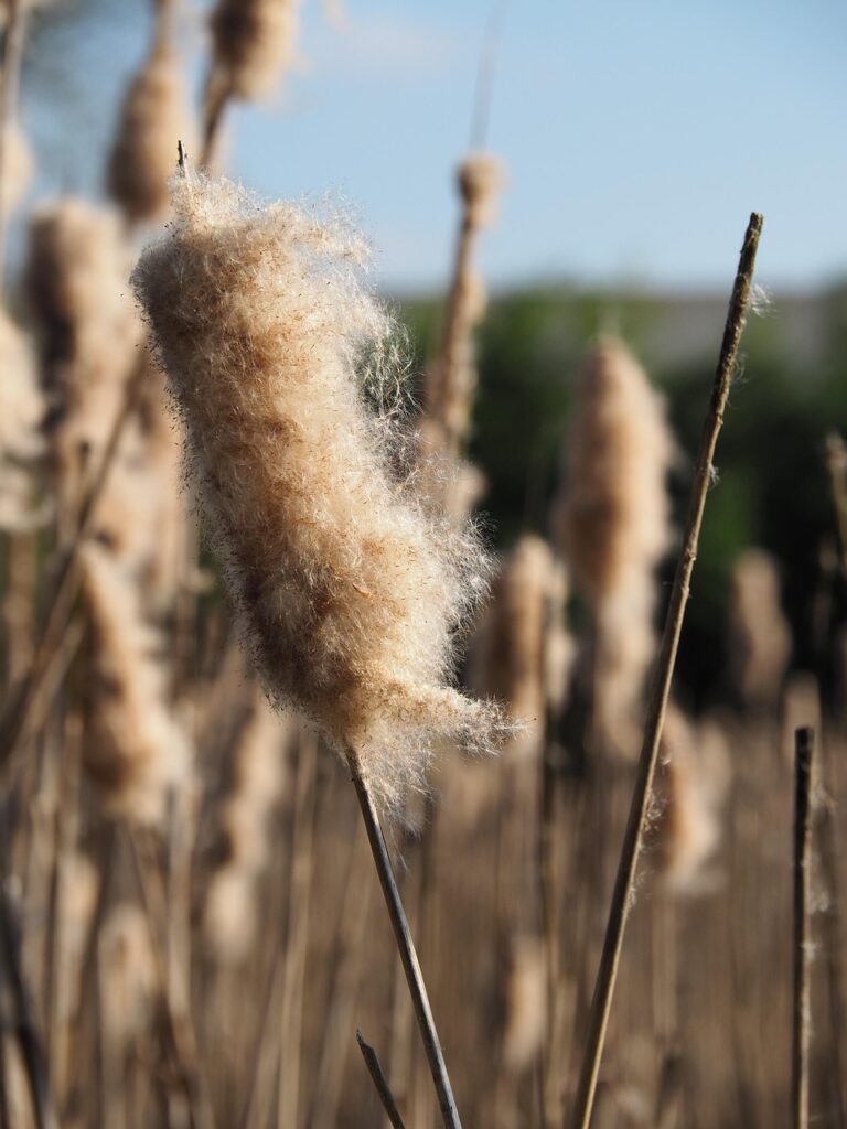 reed, seed, distaff, pond, fiber